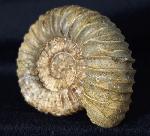 Pavlovia pavlovi (MICHALSKY 1890) - Bild &copy; FossNet FossilienStore